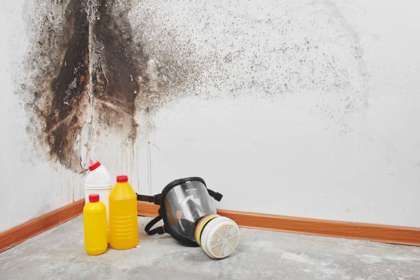 Best Commercial Mold Removal  in Victorville, CA