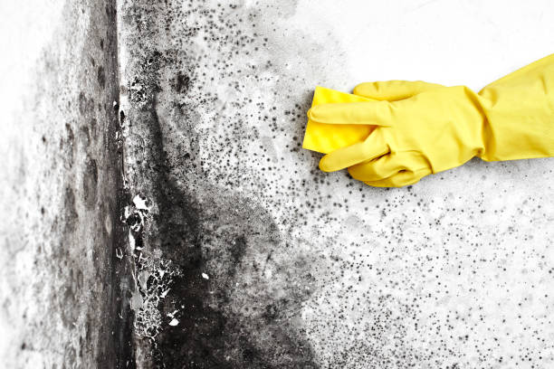 Best Toxic Mold Removal  in Victorville, CA