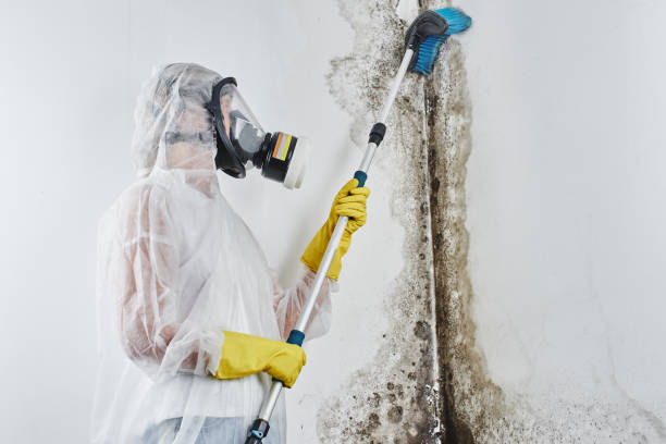 Best Office Mold Removal Services  in Victorville, CA