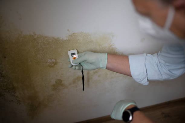 Best Mold Damage Repair  in Victorville, CA