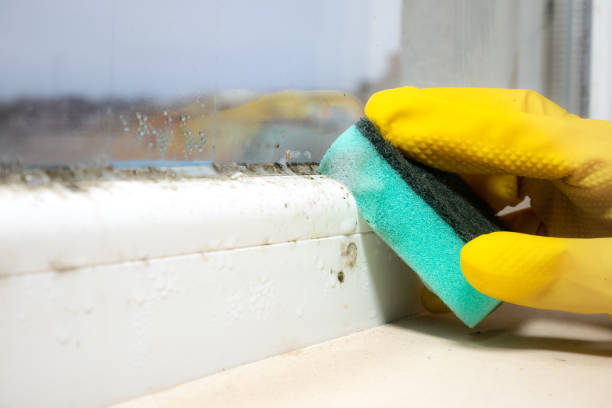 Best Commercial Mold Removal  in Victorville, CA