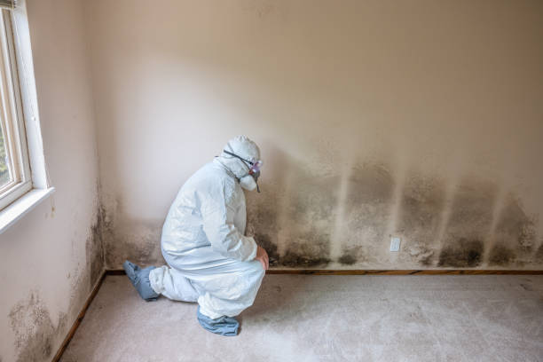 Best Professional Mold Removal  in Victorville, CA