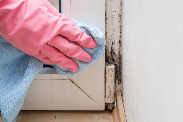 Best Certified Mold Removal  in Victorville, CA